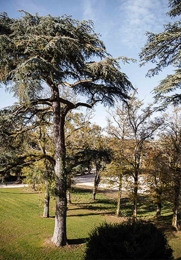 Terrain vert avec des arbres.