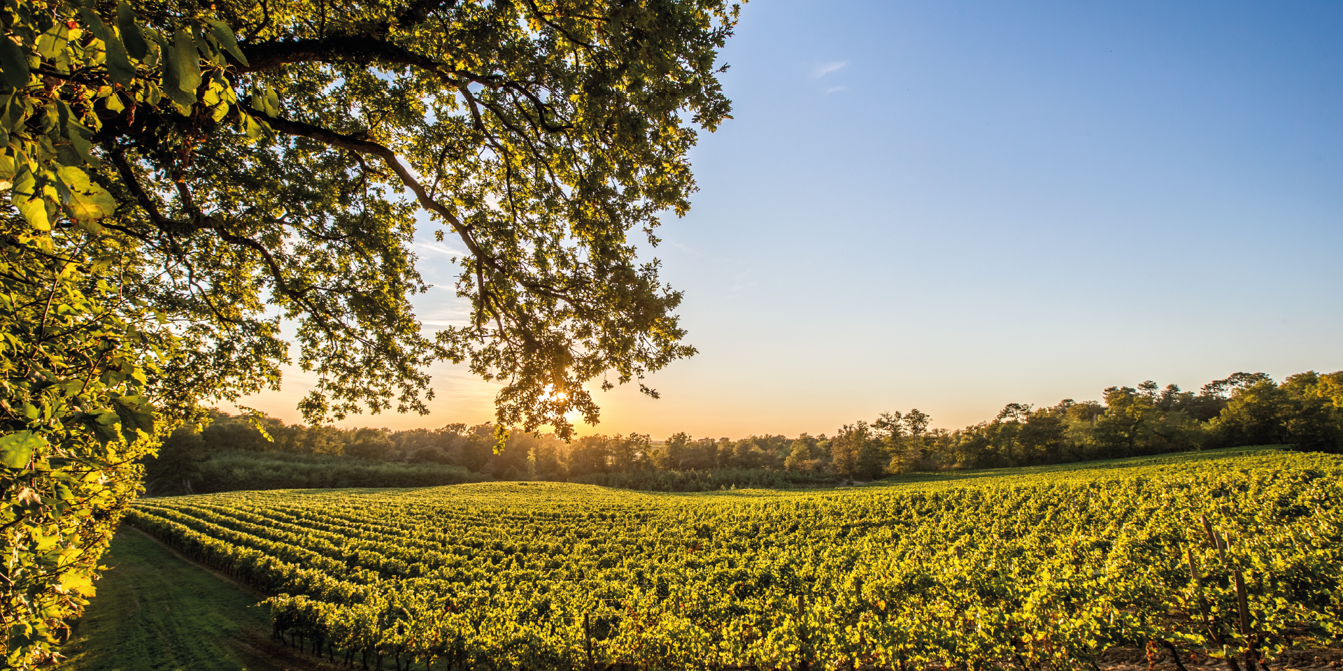 Champ de vignes sous le soleil levant
