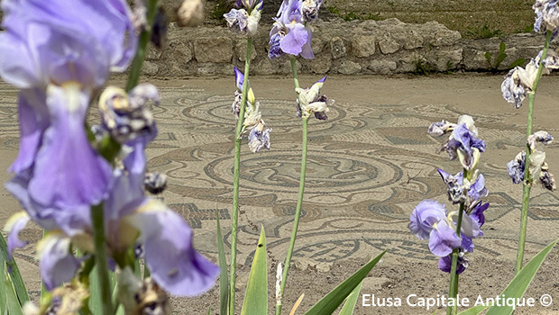 Fleurs à côté d'une mosaïque